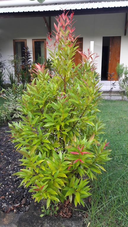 Herry Homestay Kuta  Dış mekan fotoğraf
